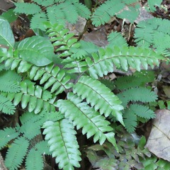 Adiantum