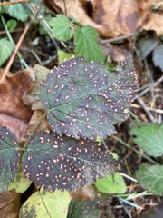 Sphaerulina westendorpii