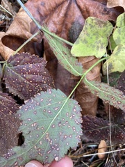 Sphaerulina westendorpii