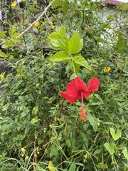 Hibiscus × archeri