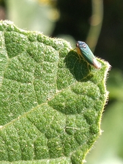 Bucephalogonia xanthophis