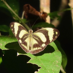 Pieriballia viardi
