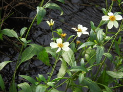 Bidens aurea