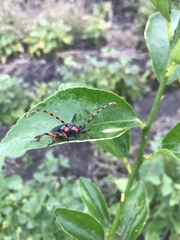 Stenaspis verticalis verticalis