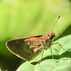 Callimormus saturnus