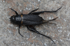 Gryllus bimaculatus