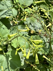Nicotiana paniculata