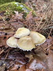 Leratiomyces percevalii