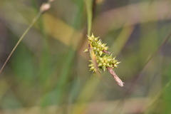 Carex viridula
