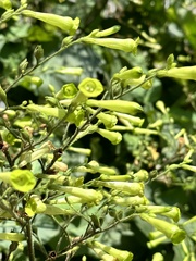 Nicotiana paniculata