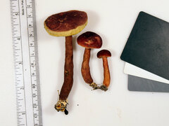 Gyroporus purpurinus