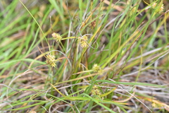 Carex viridula