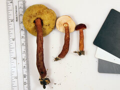 Gyroporus purpurinus