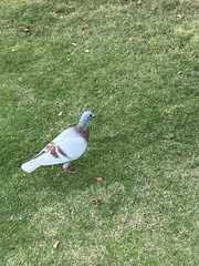 Columba livia domestica