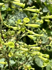 Nicotiana paniculata