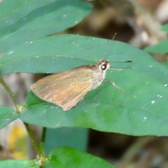 Synapte pecta