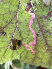 Phytomyza tiarellae