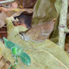 Callimormus saturnus