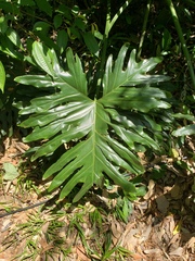 Thaumatophyllum