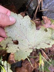 Phytomyza tiarellae