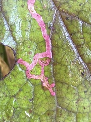 Phytomyza tiarellae