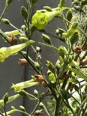 Nicotiana paniculata