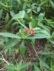 Psychotria tenuifolia