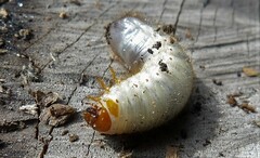 Melolontha melolontha