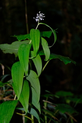Maianthemum paniculatum