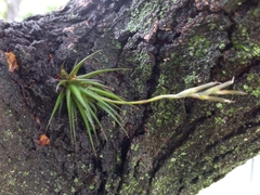 Tillandsia loliacea