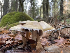 Leratiomyces percevalii