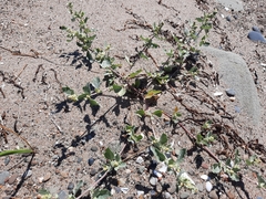 Atriplex laciniata