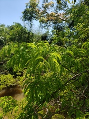 Machaerium aculeatum