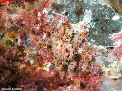 Coscinasterias tenuispina
