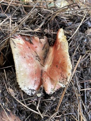Russula rhodocephala