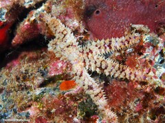 Coscinasterias tenuispina