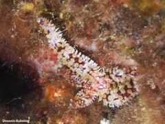 Coscinasterias tenuispina