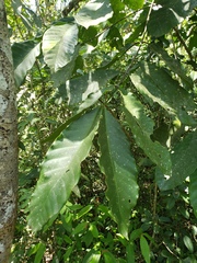 Coffea arabica