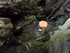 Cantharellus corallinus