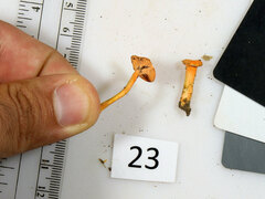 Cantharellus corallinus