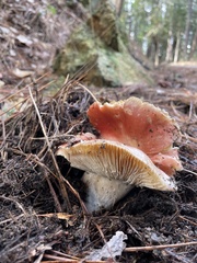 Russula rhodocephala