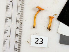 Cantharellus corallinus