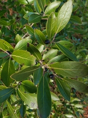Ilex glabra