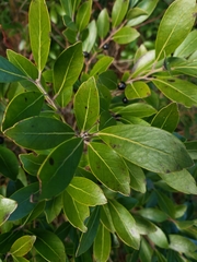 Ilex glabra