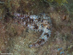 Coscinasterias tenuispina