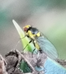 Agromyzidae