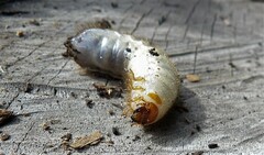 Melolontha melolontha