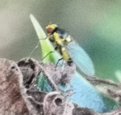 Agromyzidae