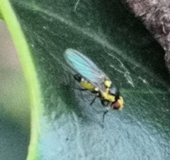 Agromyzidae