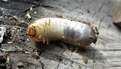 Melolontha melolontha